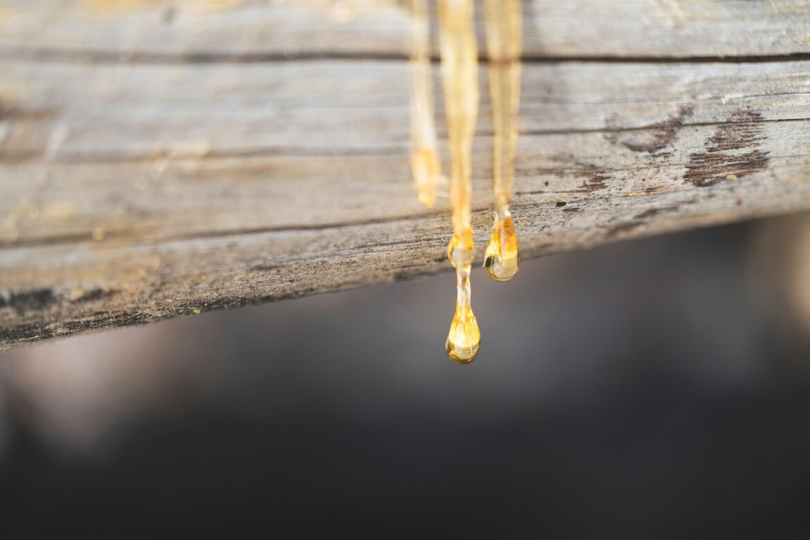 Tree Sap and the damage it can do
